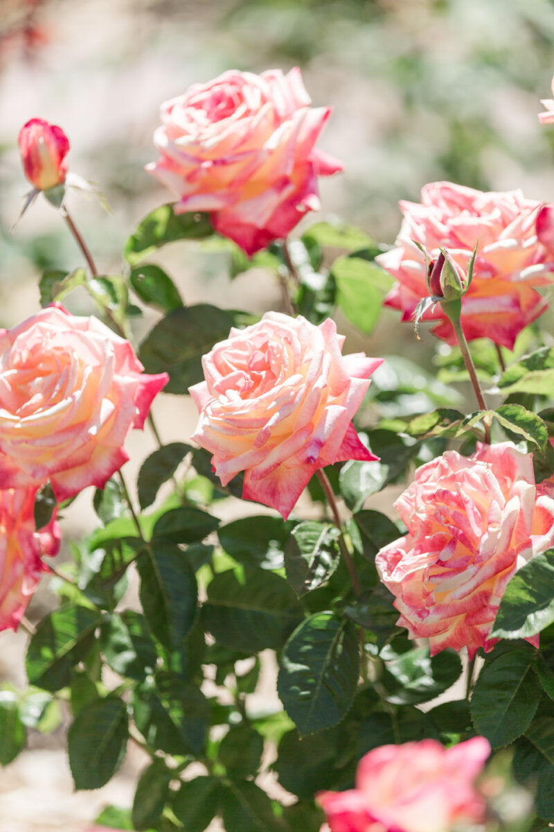 Garden-Style Floral Design- Level I