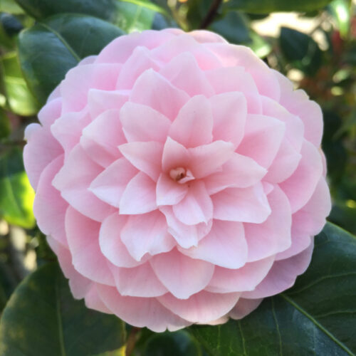 Garden Photo Permit - One Hour